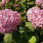 Hortenzia stromčekovitá (Hydrangea arborescens) ´CANDYBELLE® BUBBLEGUM´ - výška 50-60 cm, kont. C2L
